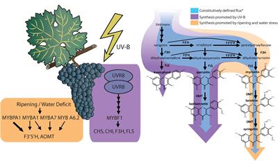 Flavonol Profile Is a Reliable Indicator to Assess Canopy Architecture and the Exposure of <mark class="highlighted">Red Wine</mark> Grapes to Solar Radiation